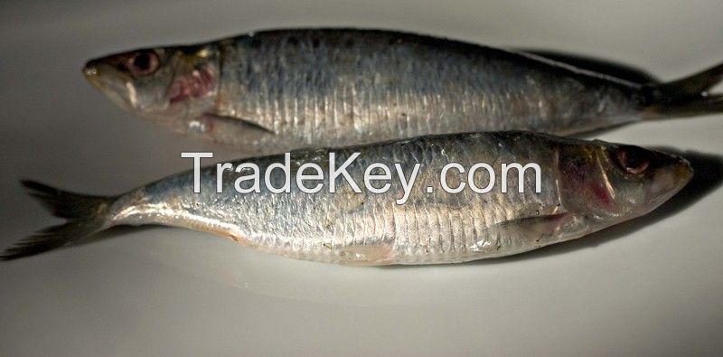 Frozen Sardine Fish, Canned Sardine in Vegetable Oil, Sardinops Sagax