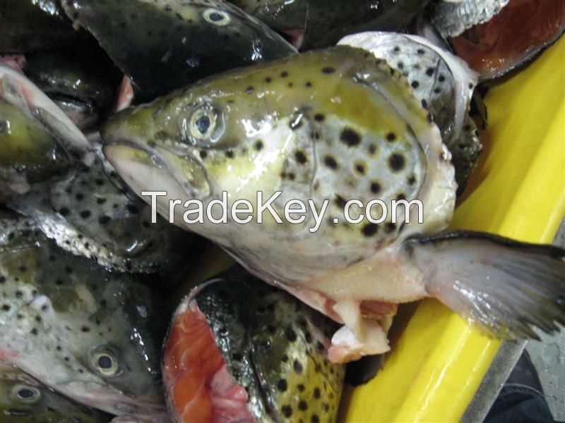 Fresh Frozen Atlantic Salmon Head on Gutted