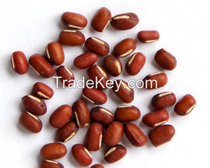 ruby red Adzuki beans