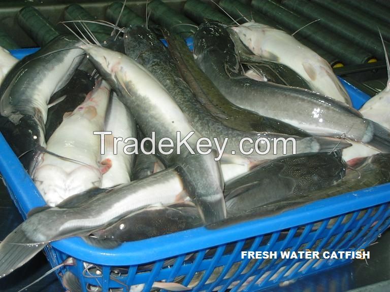 Frozen Fresh Water Catfish(cat fish) Clarias Batrachus