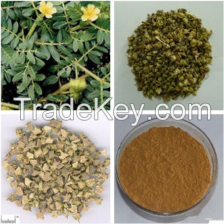 Tribulus Terrestris Extract