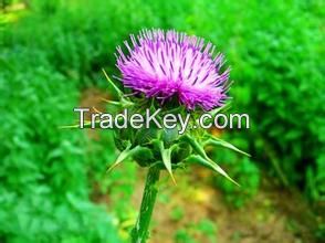 Sell Milk Thistle Extract