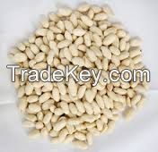 Blanched Round Type Peanut Kernel