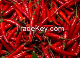 Dry Red Chillies