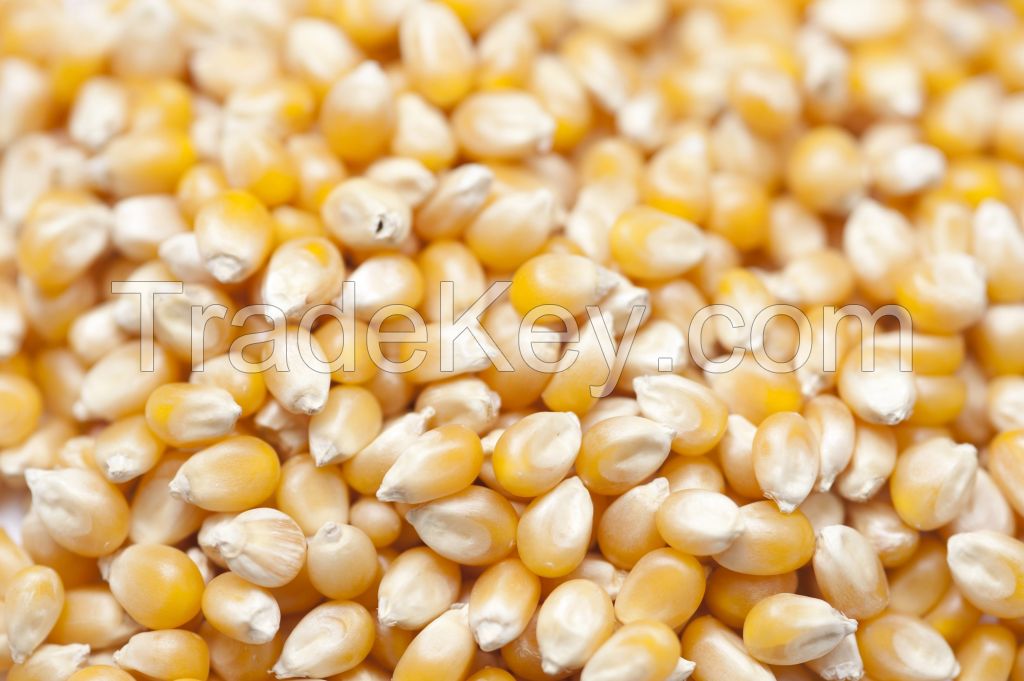 DRIED YELLOW CORN KERNELS