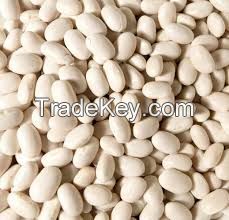 White Kidney Beans- Best Quality & Price from Egypt