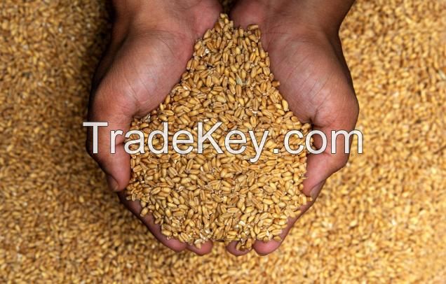 Wheat, 40% Discount, Cheap