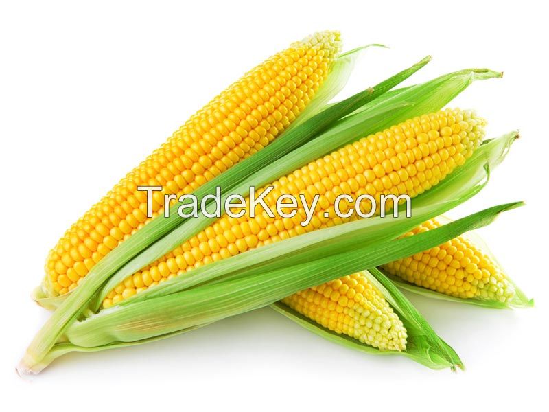 Yellow corn