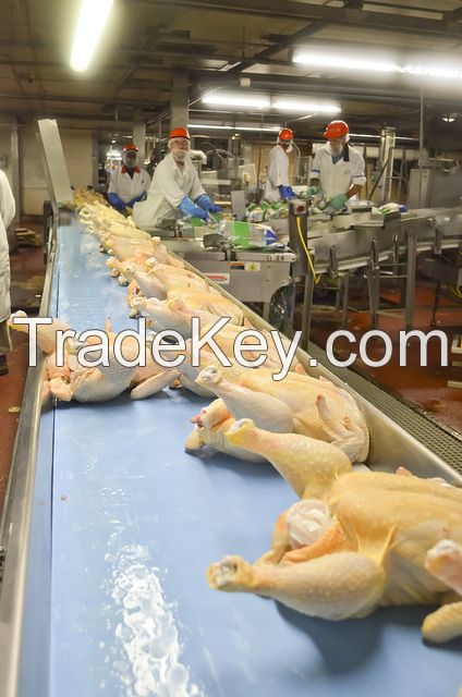 full product Quote For Halal Frozen Whole Chicken Grade A