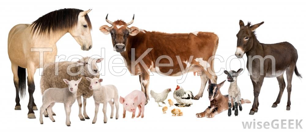 Livestock animals