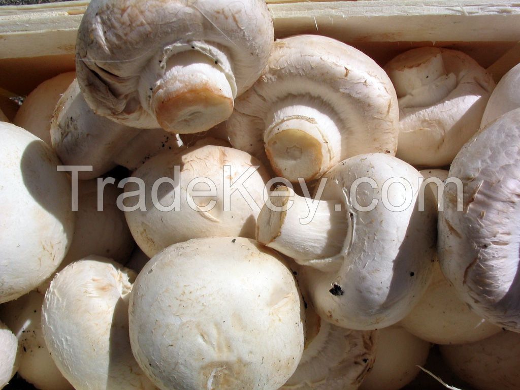 Sell Mushrooms