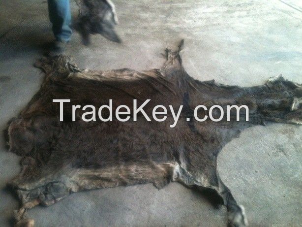 Donkey Hides for Sale