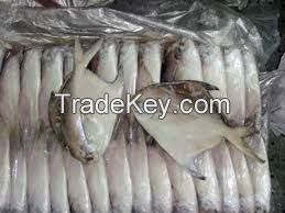 Fresh / Frozen Silver Pomfret Fish Whole Round