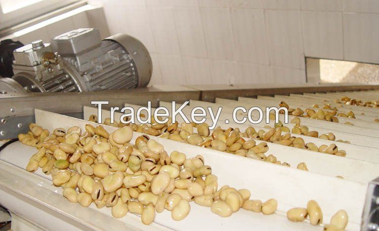 New Crop Wholesale Broad Beans