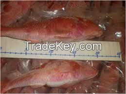 Frozen Red Mullet Sea Fish