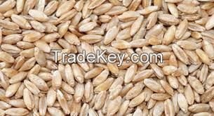 Organic Wheat Grain