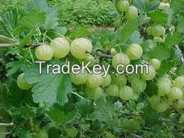 Organic Amla Fruit (Phyllanthus Emblica)
