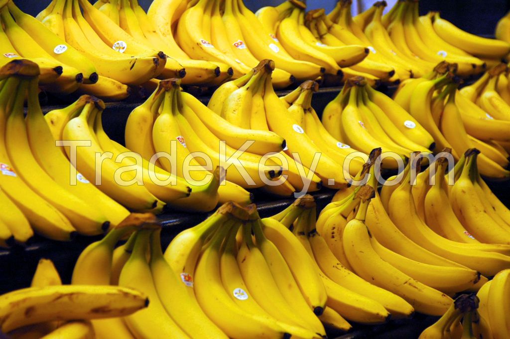 bulk banana organic fruit/bulk banana organic fruit powder/bulk banana organic fruit extract