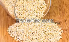 sorghum grain