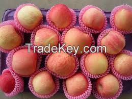 fresh organice fuji apple fruit for sale