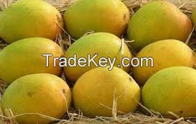 FRESH MANGO HIGH QUALITY- COMPETITIVE PRICE