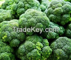 High quality Fresh green Broccoli