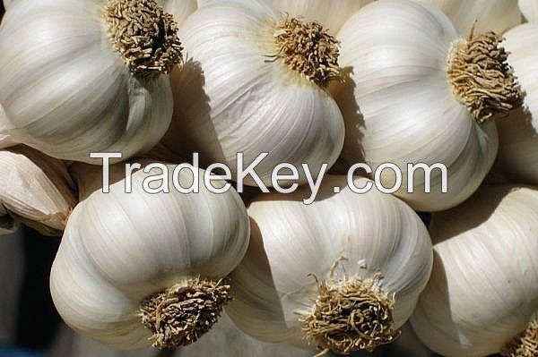 Fresh White Garlic for sale