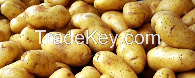 Affordable potato exporter from South Africa