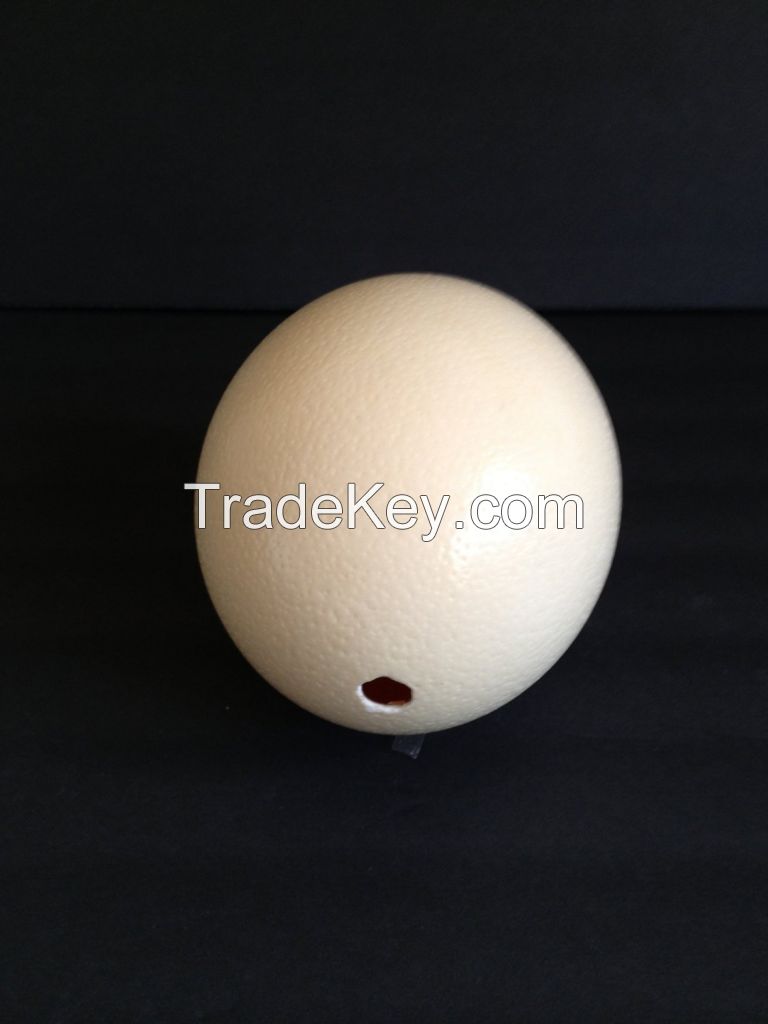 Ostrich Egg Shells  for sale