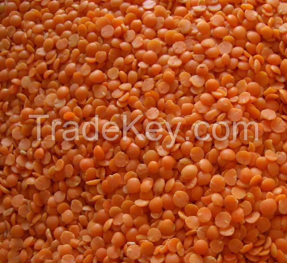 Best Offers Red Lentils for sale