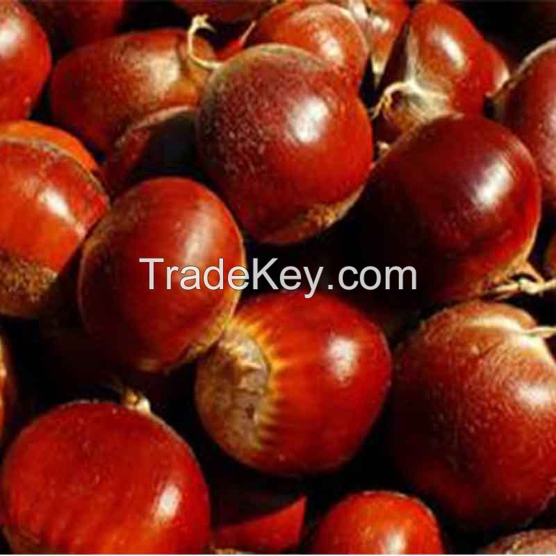 Fresh Chestnuts, Big Kernels for sale