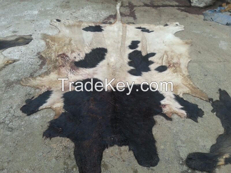 Wet Salted Cow Hide  , Horse Hides , Donkey and Goat Hide for sale