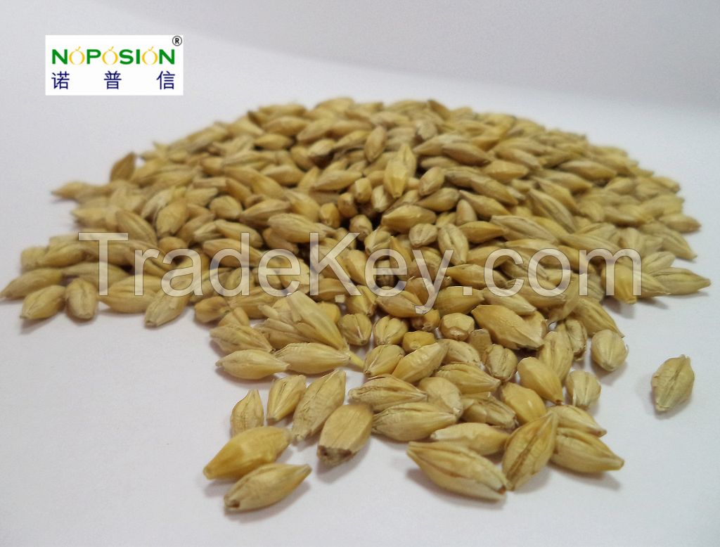 feed barley