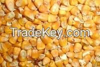 yellow corn, maize, rice, popcorn, wheat, white corn, sweet corn, cereals