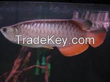 Red Tail Golden Arowana Fish