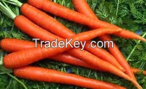New Crop of Fresh Red Carrot from Farmland, fresh garlic