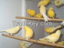 Live Canaries, Finches, Yorkshire, Lancashire, Love Birds
