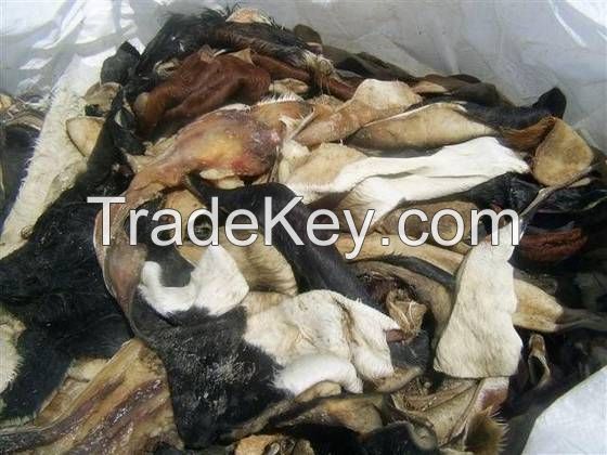 Top Quality Donkey and Cow Hides