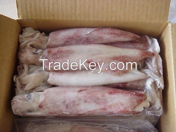 Premium Grade  quality Of  loligo squid