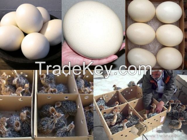 Ostrich chicks and fertile Ostrich eggs available for sale