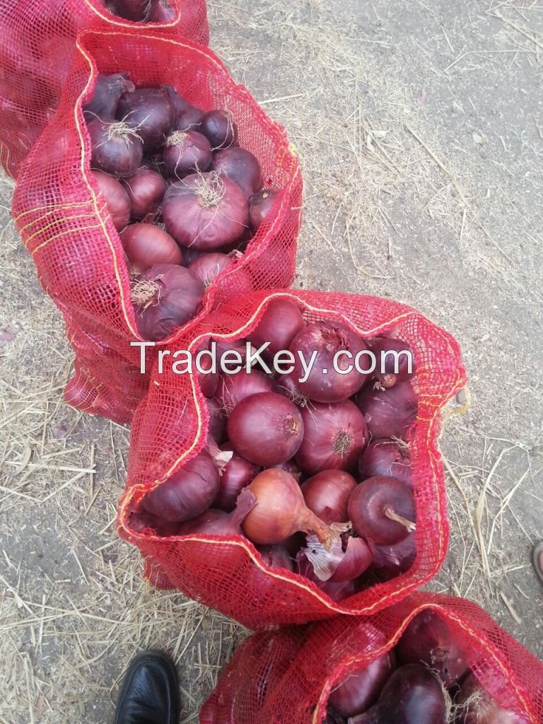 Shattering prices Egyptian fresh onion  All size  and color (( attn of importers or buyers))