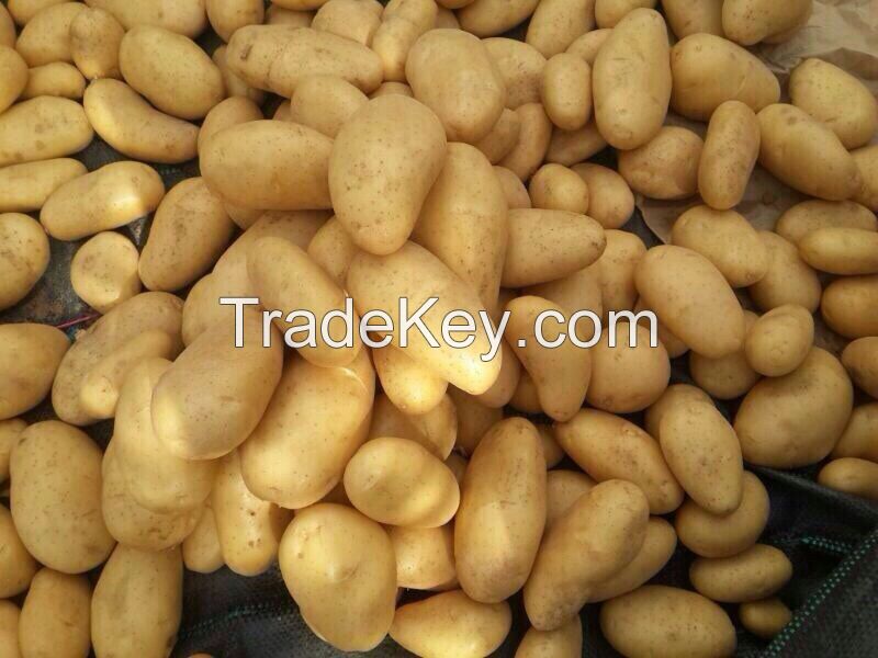 Shattering prices Egyptian fresh Potatoes All size with all certificates of health (( attn of importers or buyers))