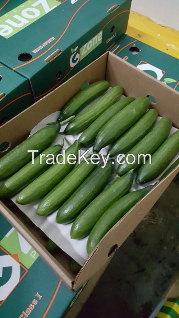 Fresh Cucumber