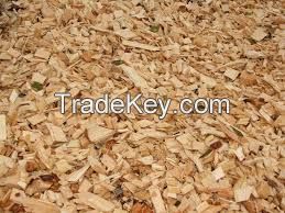 Wood Chips From Pine And Oak