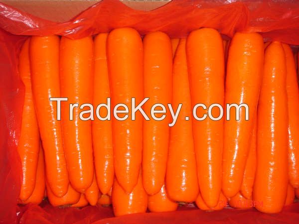 Fresh Carrots