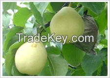 Fresh Pears