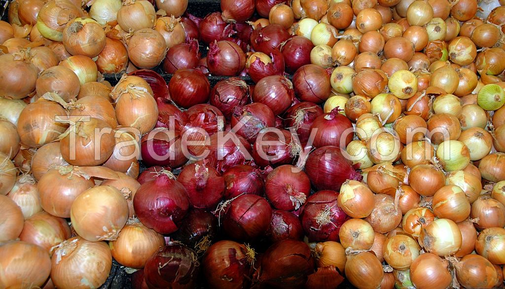 Fresh Onion, Red Onion, White Onion, Yellow Onion