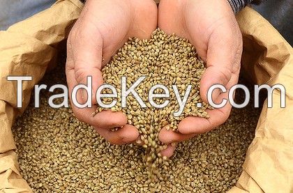 Organic Hemp Seeds