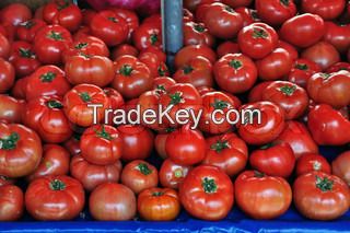 Quality Fresh Tomatoes