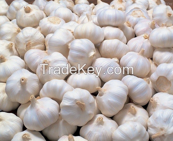 Quality Fresh Garlic